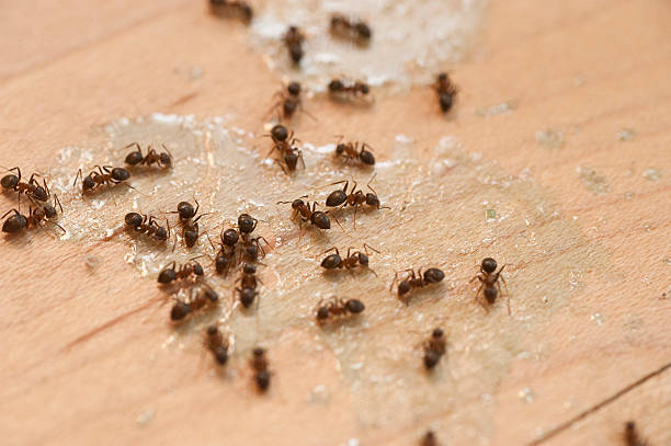 Reliable Candlewick Lake, IL Pest Control Solutions