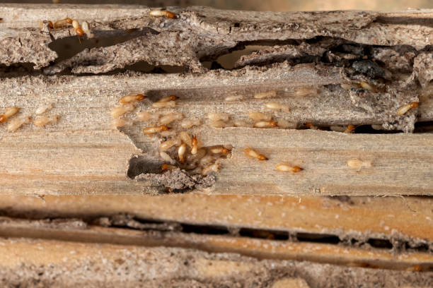 Reliable Candlewick Lake, IL Pest Control Solutions