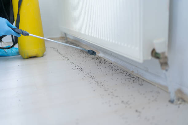 Best Wasp Removal Services  in Candlewick Lake, IL